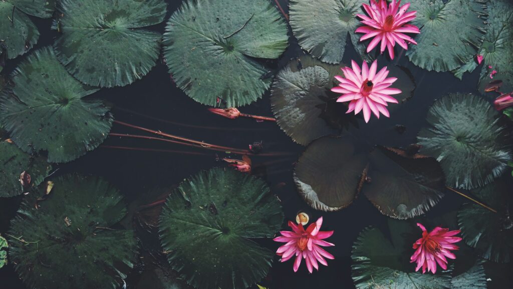 lotosy na powierzchni wody